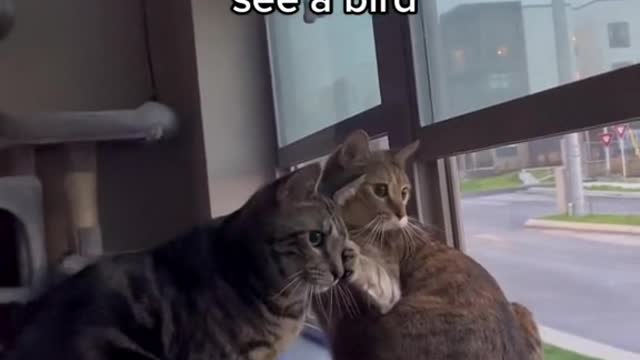 cats when they see a bird