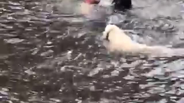 Dog help his Owner