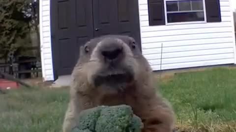 Funny Animals - Marmot Eating😂😊