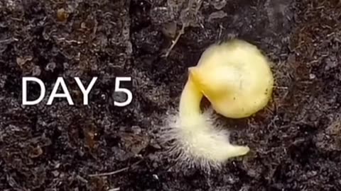 Germination of seed ||Fast forward||From day 1 to 50||