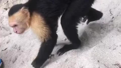 Monkeys can be naughty sometimes 😏😁😅😆