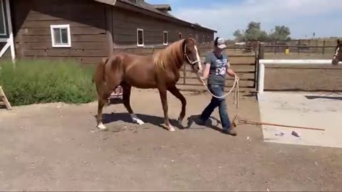 LONG HOOVES on ARABIAN STUD Horse Restoration 🐎