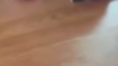 funny Cat drinking milk