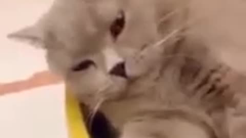 animal lover - funny cats 3 short