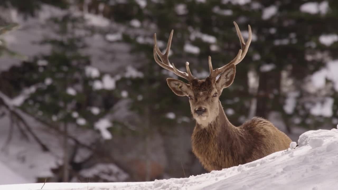 Wapiti Elk Looks Right At The Camera In Winter Forest