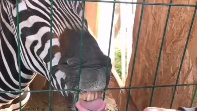 Funny Zebra style