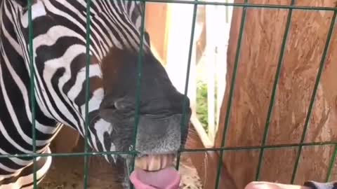 Funny Zebra style