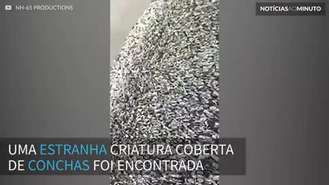 Monstro marinho coberto de conchas encontrado no País de Gales