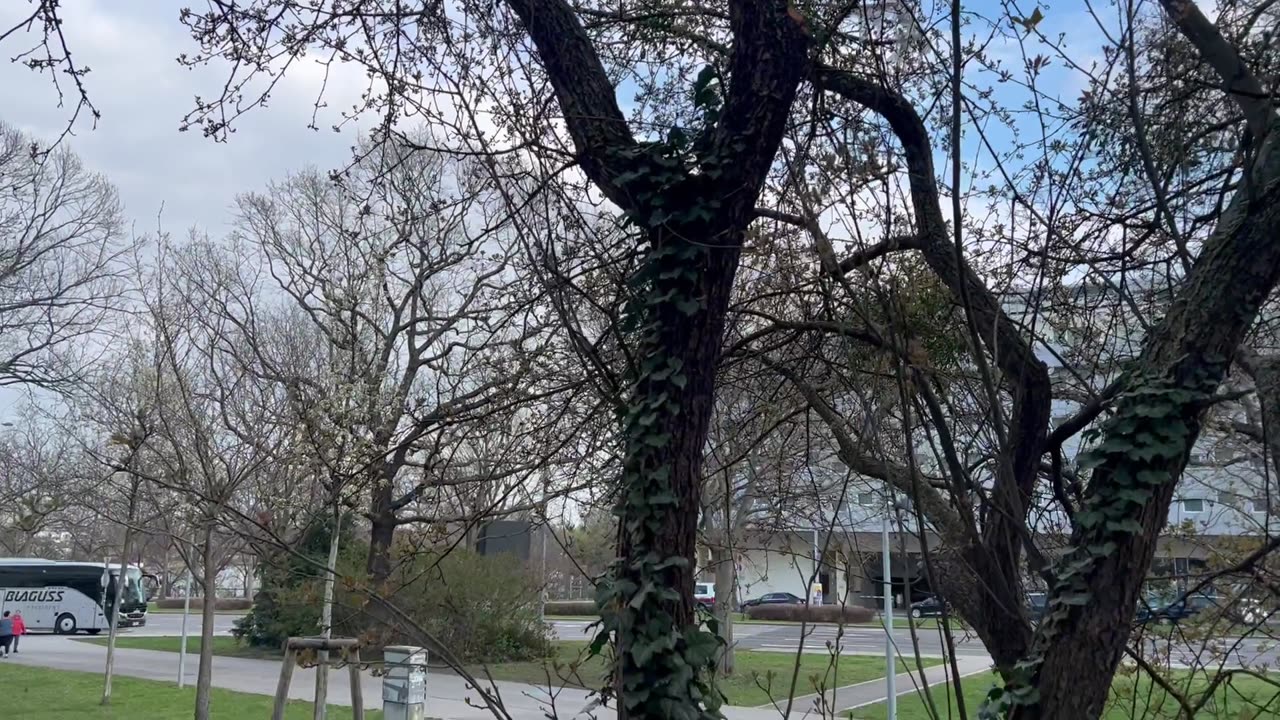 Trees in a city park