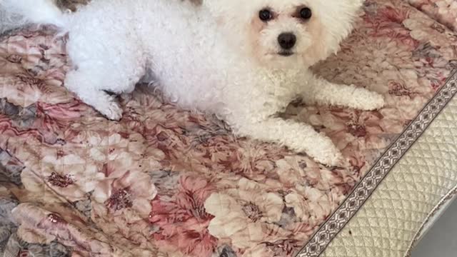 little teddy playing on the bed