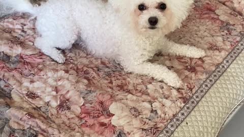 little teddy playing on the bed