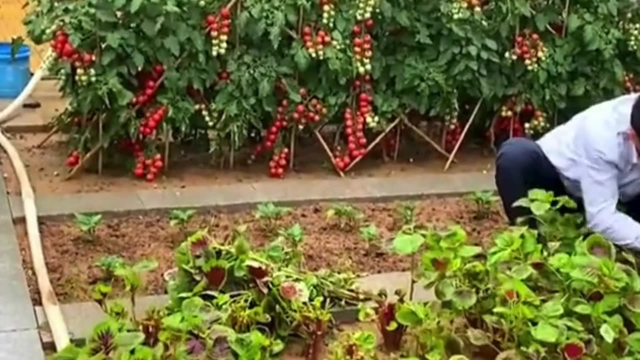 Beautiful Garden