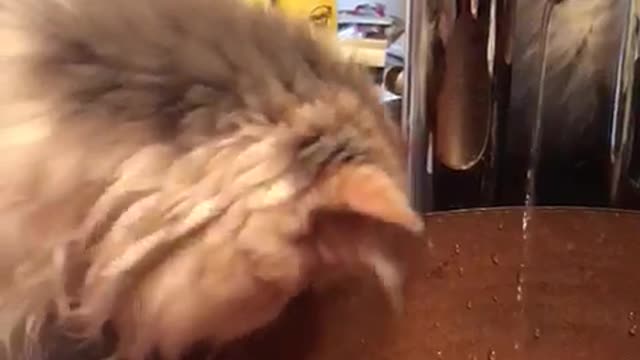 White cat playing with water coming out of sink with its paws