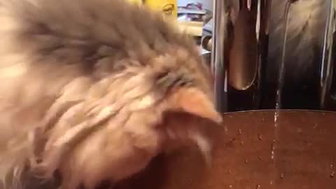 White cat playing with water coming out of sink with its paws