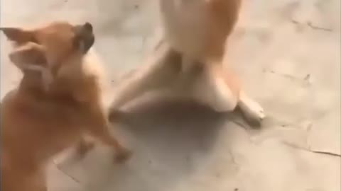 Fight of dog 🐕