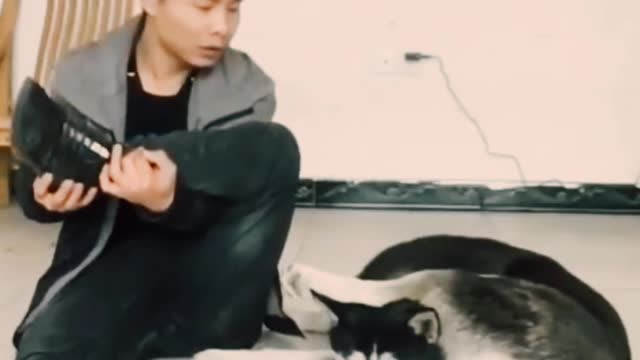 Cute Husky teaches Asian man to exercise 🤣