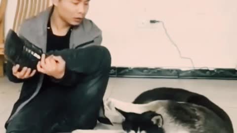 Cute Husky teaches Asian man to exercise 🤣