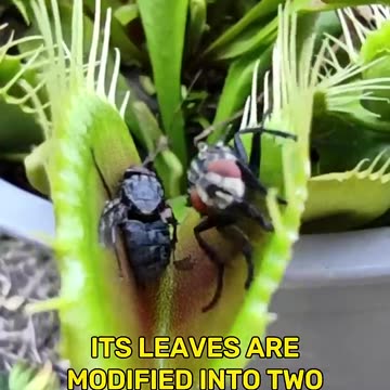 Carnivorus Plant Almost Smashes The Huge Prey #shorts #youtubeshorts #shortsvideo #venusflytrap