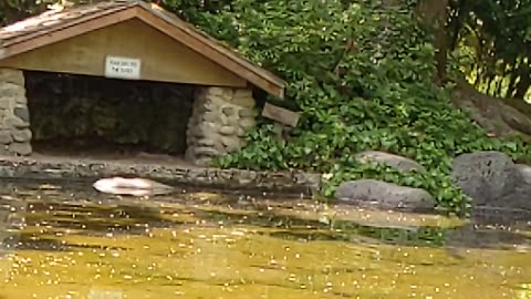 Slow Motion Dragonfly Capture