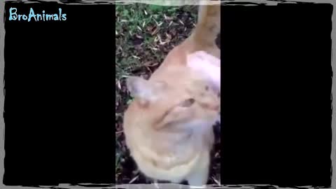 FUNNY ANIMALS CAUGHT ON CAM