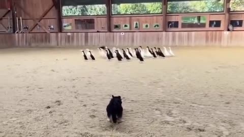 Border Collies sort black and white Ducks