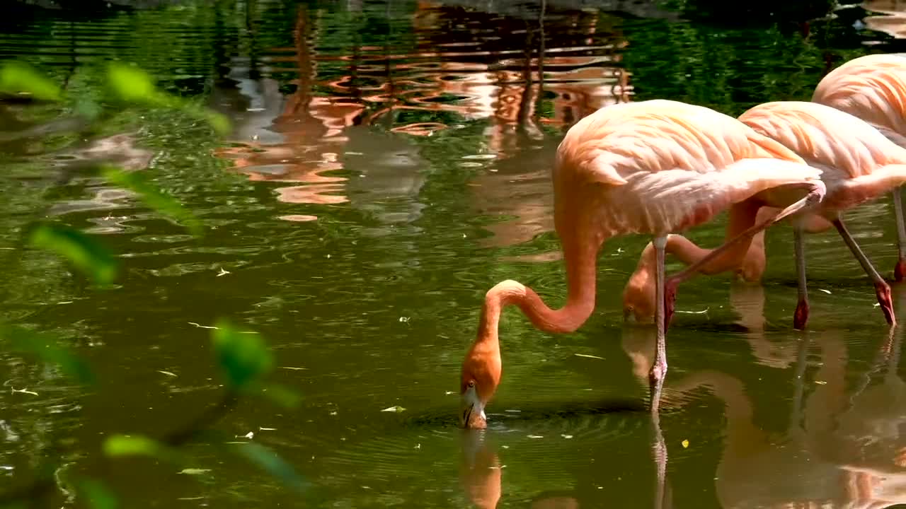 Beautiful birds video