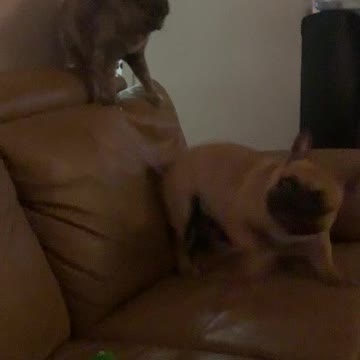 Hey Kitty! ...Can't Touch This!