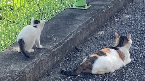 엄마 꼬리 가지고 노는 아기고양이