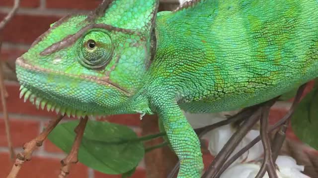 Chameleon cuteness