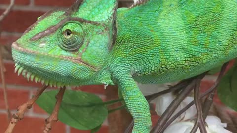 Chameleon cuteness