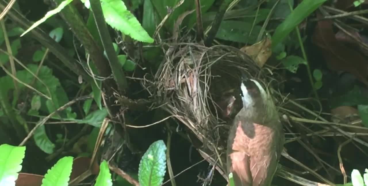 bird feeding its babies in the nest