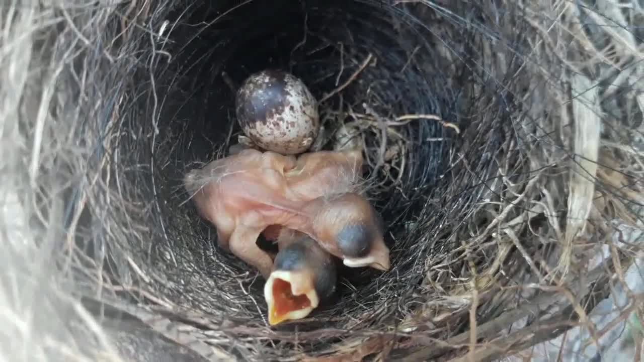 Newborn Quail Chicks