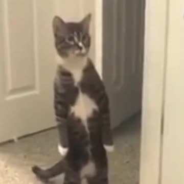Cat reaction #funny #cat #cute #reaction #shorts #meoow