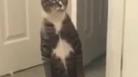 Cat reaction #funny #cat #cute #reaction #shorts #meoow