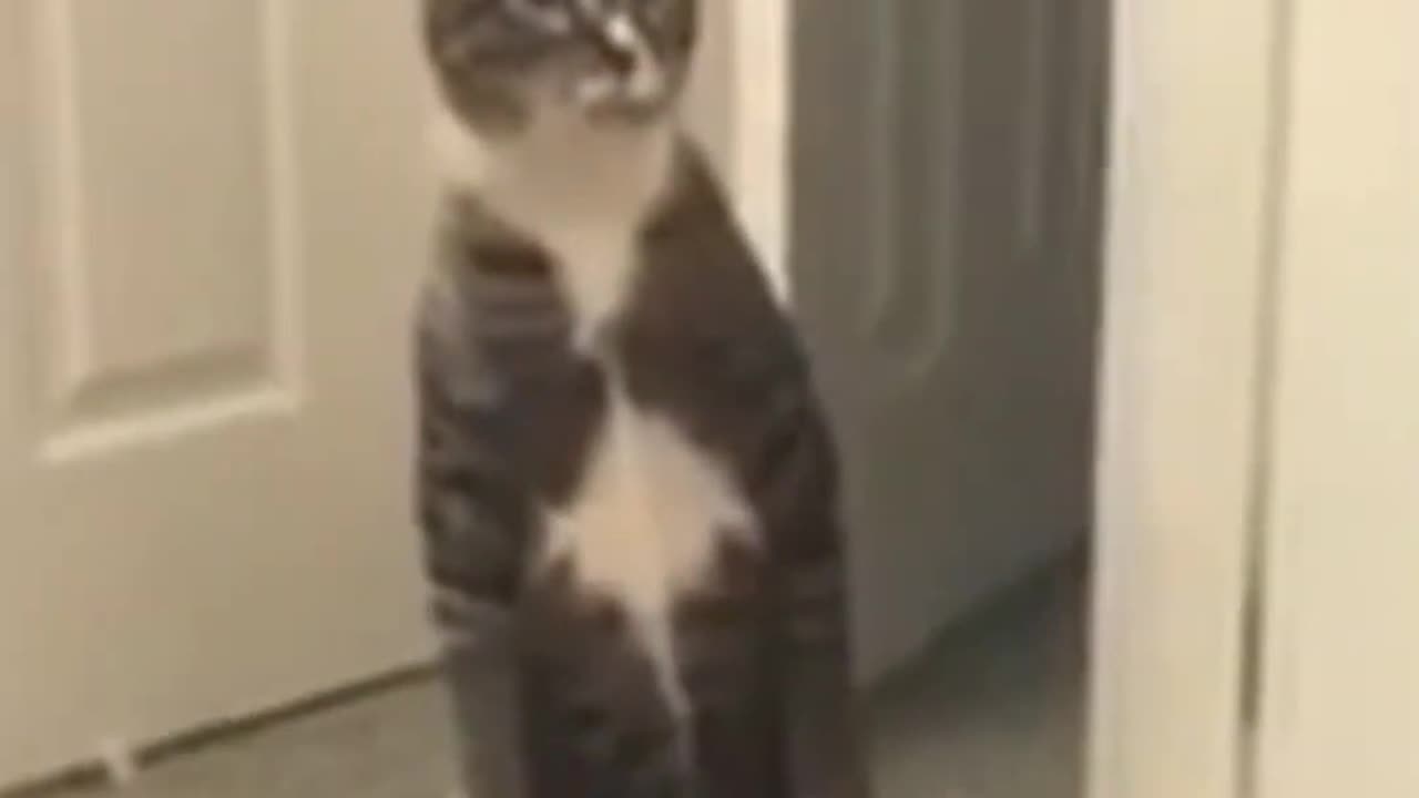 Cat reaction #funny #cat #cute #reaction #shorts #meoow