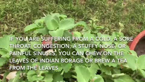 Medicinal plants/herbs you must grow at your home gardens "$"