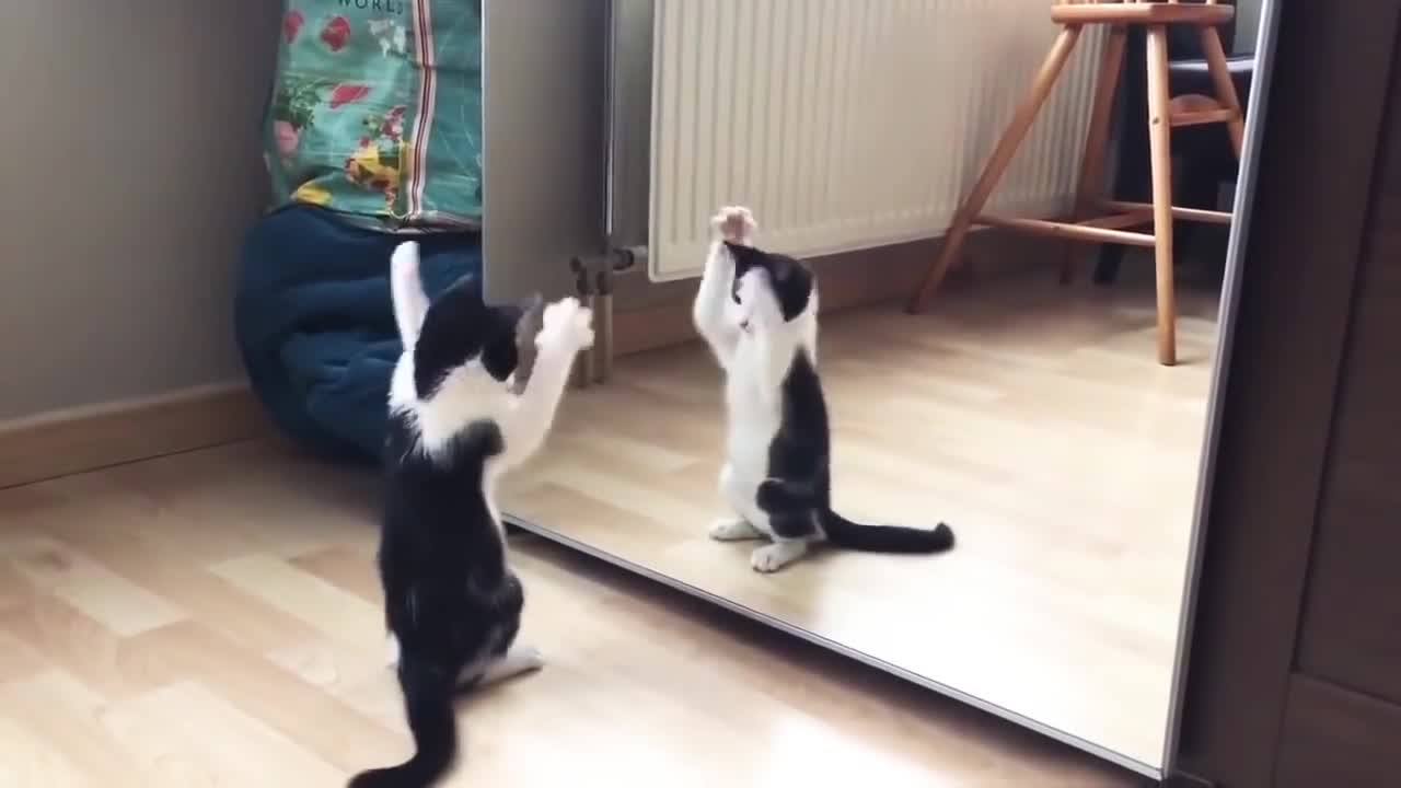 Adorable cuddless cat dance in front of mirror