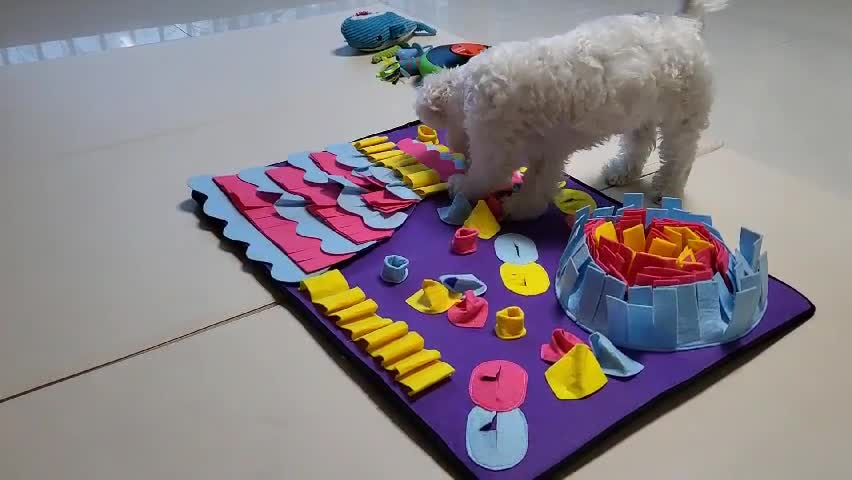 Adorable puppy eating broadcast