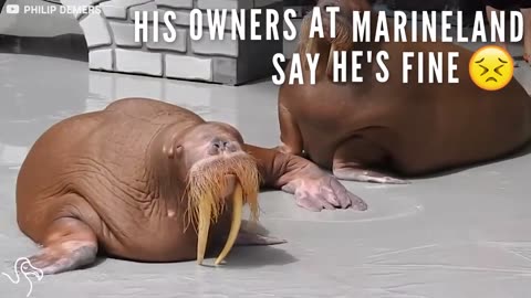 Skinny Walrus Almost Collapses During Marine Park Show