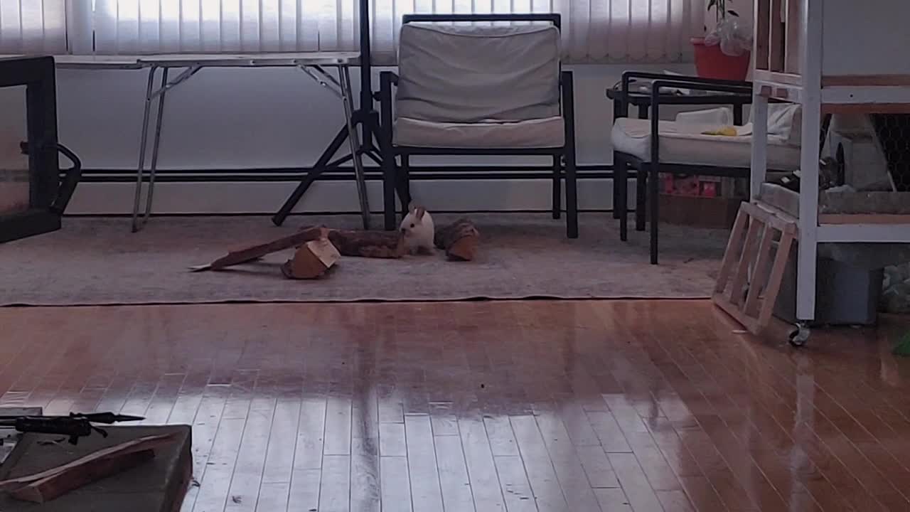 Bunny Brave jumps for joy playing with firewood in the living room