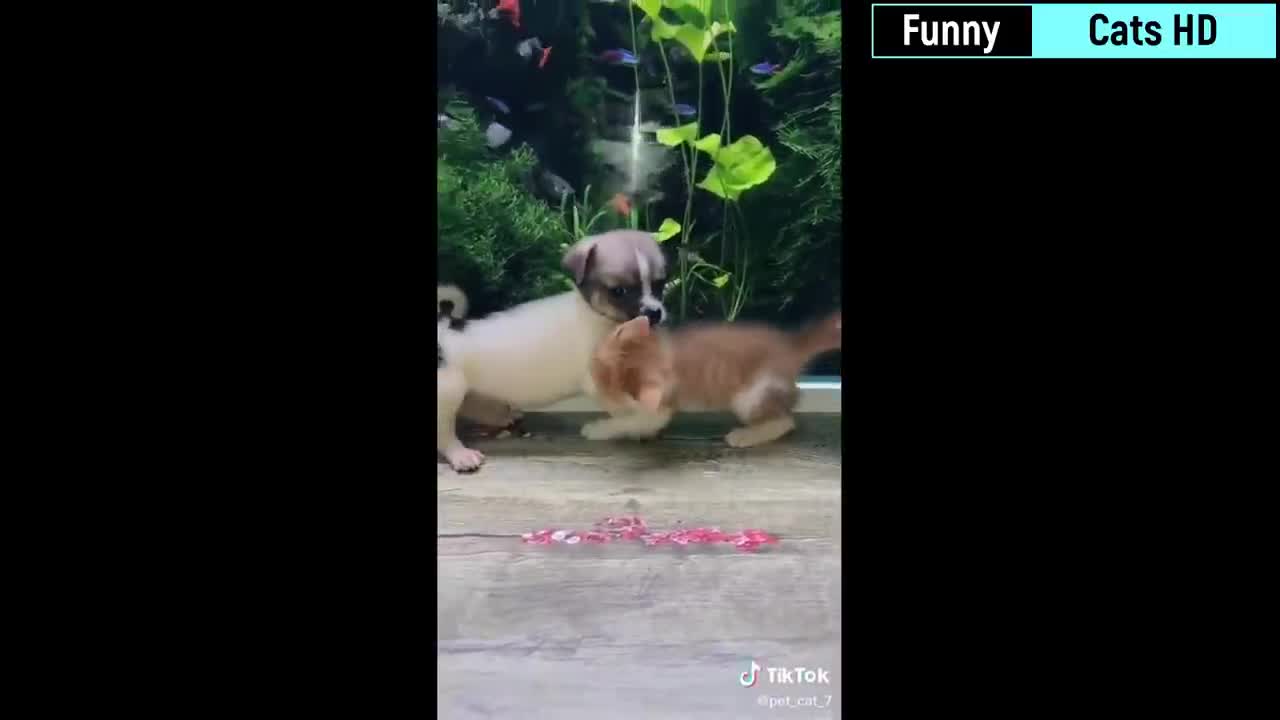 The Best Funniest Cat Videos . 🐱 / Funny Cats 😻 Super Cat and kitty cat Time 2021 😂