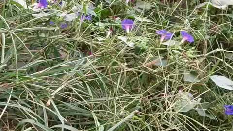 Lots of colorful morning glories