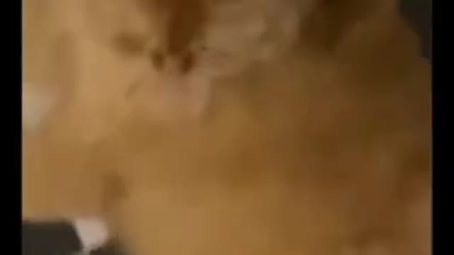 5.Cat! do something cool 😅 #shorts