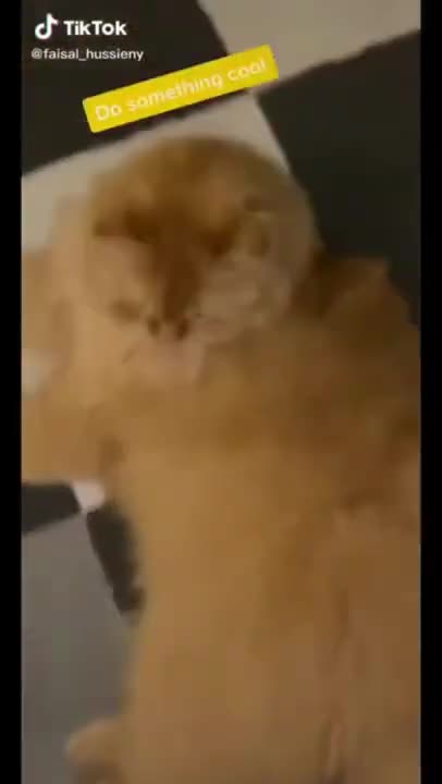 5.Cat! do something cool 😅 #shorts