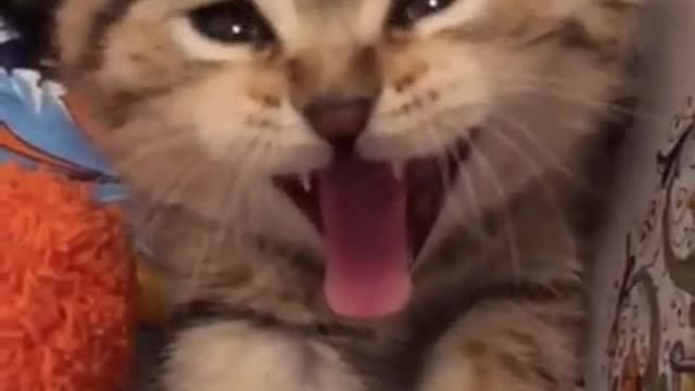 Cats are so funny PART 337 FUNNY CAT VIDEOS TIK TOK #Shorts