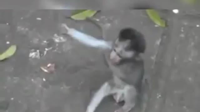 .Two active monkeys.