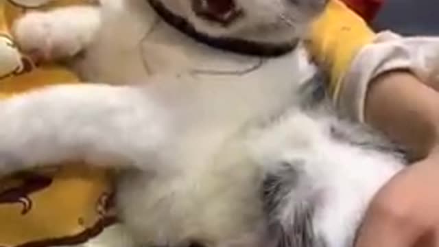 Funny cats Very Lovely 😹 Cute and Funny Animals Compilation video