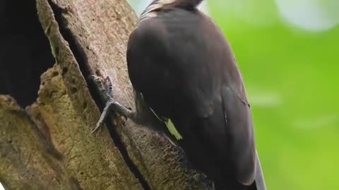 Woodpecker at the nature