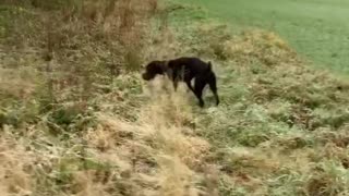 Hunting with Bird Dog and Red Shoulder Hawk