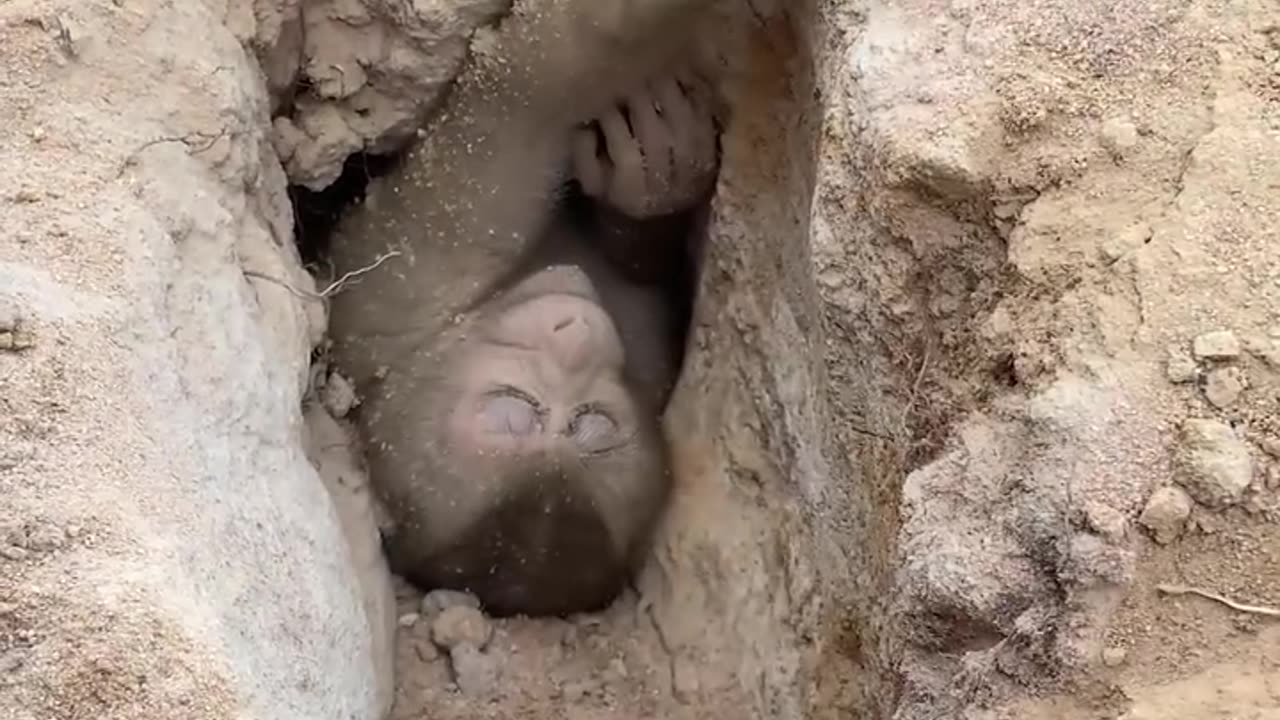 Little Monkey is Dragged in to a Pit by a Snake| میمون را مار داخل سوراخ برده